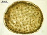 Dictyota mediterranea5